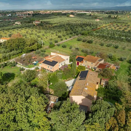 La Gatta E L'olivo